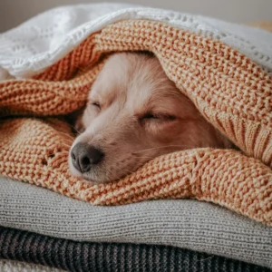 Blanket cover